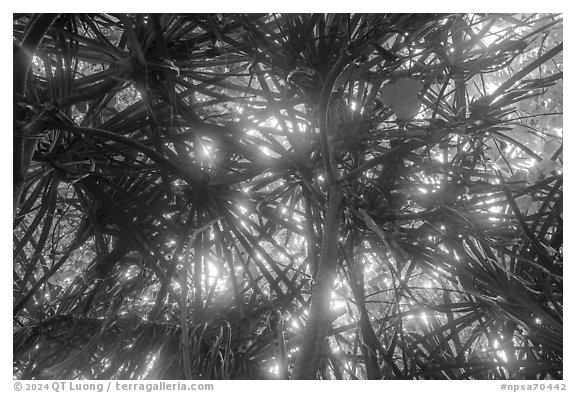 Looking up screwpine and tree canopy. National Park of American Samoa (black and white)