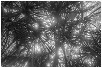 Looking up screwpine and tree canopy. National Park of American Samoa ( black and white)