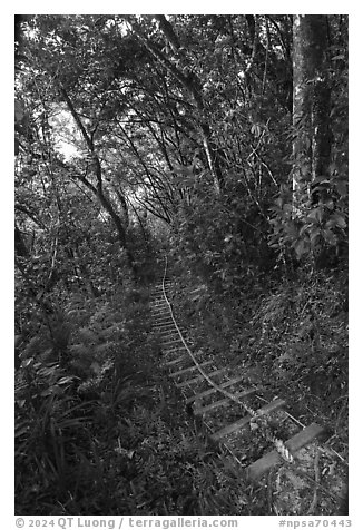 Steep staircase with rope, Tuafanua Trail. National Park of American Samoa (black and white)