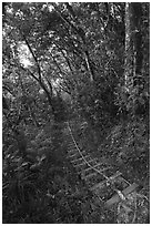 Steep staircase with rope, Tuafanua Trail. National Park of American Samoa ( black and white)