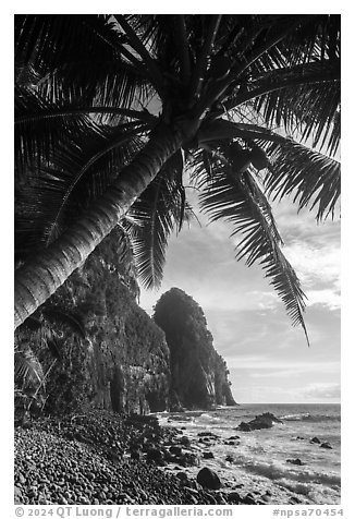 Coconut tree and Pola Island. National Park of American Samoa (black and white)