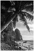 Coconut tree and Pola Island. National Park of American Samoa ( black and white)