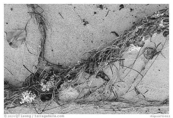 Close-up of high tide line with vegetation and coral, Ofu Beach. National Park of American Samoa (black and white)