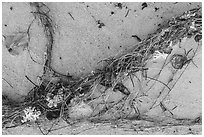 Close-up of high tide line with vegetation and coral, Ofu Beach. National Park of American Samoa ( black and white)