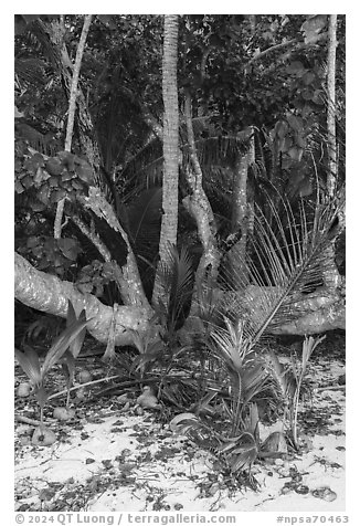 Coconut trees sprouting at the base of tree, Ofu Beach. National Park of American Samoa (black and white)