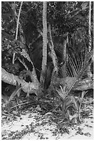 Coconut trees sprouting at the base of tree, Ofu Beach. National Park of American Samoa ( black and white)