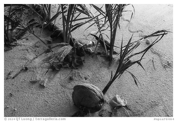 New growth on Ofu Beach. National Park of American Samoa (black and white)