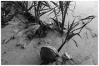 New growth on Ofu Beach. National Park of American Samoa ( black and white)