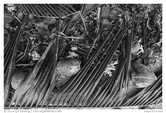 Close-up of fallen palm branch, coconuts, and coral, Ofu Beach. National Park of American Samoa (black and white)