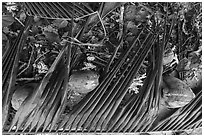 Close-up of fallen palm branch, coconuts, and coral, Ofu Beach. National Park of American Samoa ( black and white)