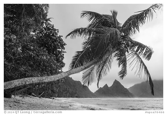 Coconut tree and Sunuitao Peak from Ofu Beach. National Park of American Samoa (black and white)