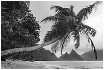 Coconut tree and Sunuitao Peak from Ofu Beach. National Park of American Samoa ( black and white)