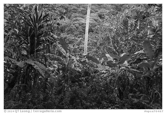 Screwpine, coconut tree trunk, and banana trees, Ofu Island. National Park of American Samoa (black and white)