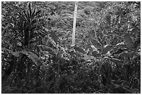 Screwpine, coconut tree trunk, and banana trees, Ofu Island. National Park of American Samoa ( black and white)