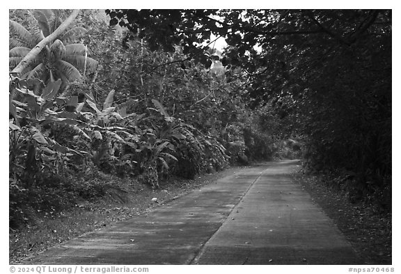 Road through lush tropical vegetation, Ofu Island. National Park of American Samoa (black and white)