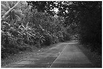 Road through lush tropical vegetation, Ofu Island. National Park of American Samoa ( black and white)