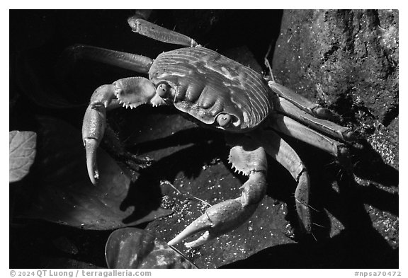 Crab, Ofu Island. National Park of American Samoa (black and white)