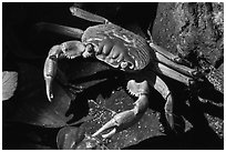 Crab, Ofu Island. National Park of American Samoa ( black and white)