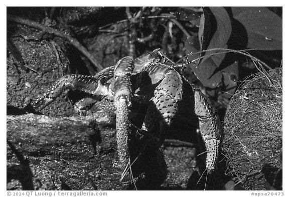 Coconut Crab, Ofu Island. National Park of American Samoa (black and white)