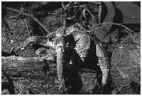 Coconut Crab, Ofu Island. National Park of American Samoa ( black and white)