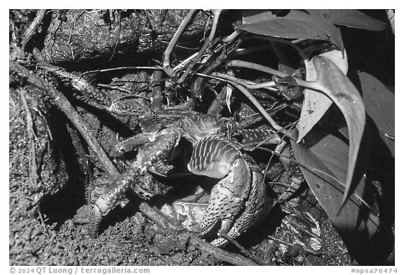 Coconut Crab looking for cover, Ofu Island. National Park of American Samoa (black and white)