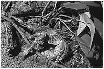 Coconut Crab looking for cover, Ofu Island. National Park of American Samoa ( black and white)