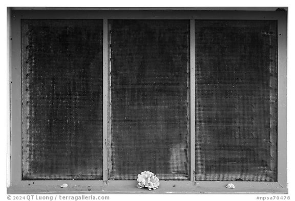 Corals, Ofu Ranger Station and Visitor Center window. National Park of American Samoa (black and white)