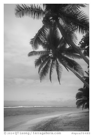 Palm trees, beach and lagoon, Ofu Island. National Park of American Samoa (black and white)