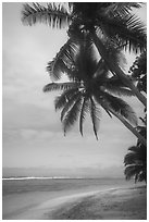 Palm trees, beach and lagoon, Ofu Island. National Park of American Samoa ( black and white)