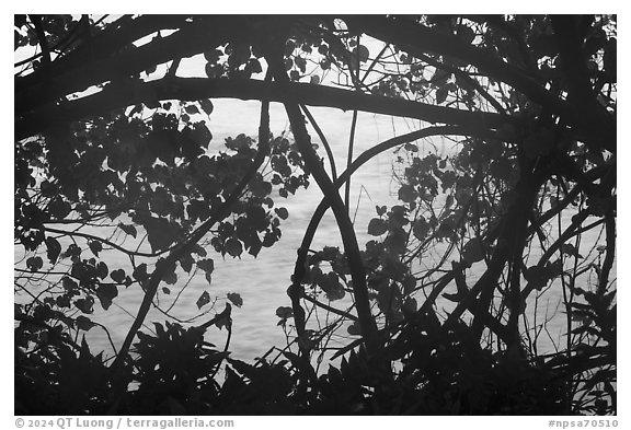 Ocean through branches, Ofu Island. National Park of American Samoa (black and white)