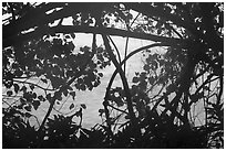 Ocean through branches, Ofu Island. National Park of American Samoa ( black and white)