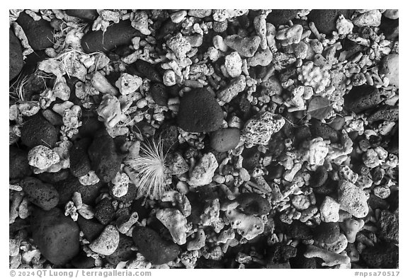 Close up of flower, leaf, corals, and volcanic rocks, Ofu Island. National Park of American Samoa (black and white)