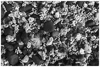 Close up of flower, leaf, corals, and volcanic rocks, Ofu Island. National Park of American Samoa ( black and white)