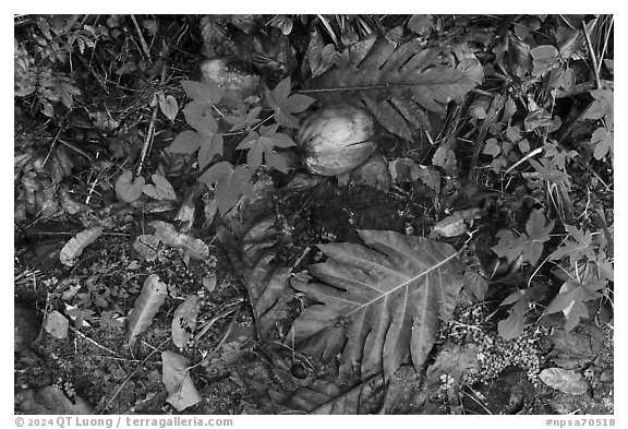 Close-up of breadfruit leaves and coconuts, Ofu Island. National Park of American Samoa (black and white)