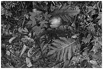 Close-up of breadfruit leaves and coconuts, Ofu Island. National Park of American Samoa ( black and white)