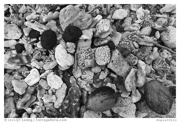 Close-up of coral rocks, coconuts, and volcanic rocks, Ofu Island. National Park of American Samoa (black and white)