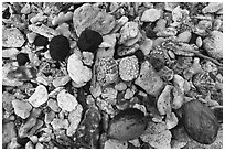 Close-up of coral rocks, coconuts, and volcanic rocks, Ofu Island. National Park of American Samoa ( black and white)