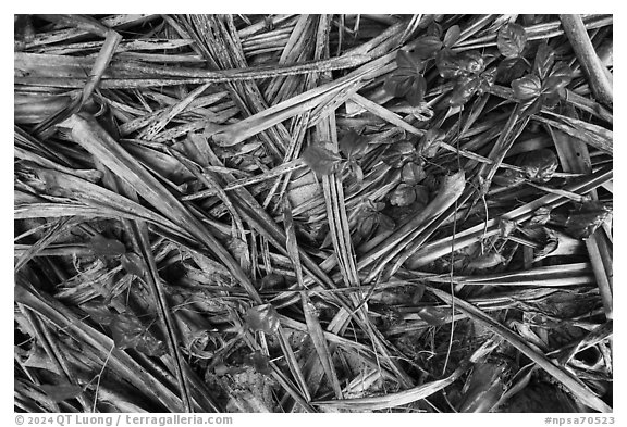 Close-up of fallen screwpine leaves, Ofu Island. National Park of American Samoa (black and white)