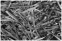 Close-up of fallen screwpine leaves, Ofu Island. National Park of American Samoa ( black and white)