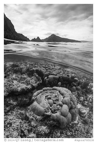 Over-under split view of corals and mountains, Ofu Island (composite). National Park of American Samoa (black and white)