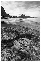 Over-under split view of corals and mountains, Ofu Island (composite). National Park of American Samoa ( black and white)