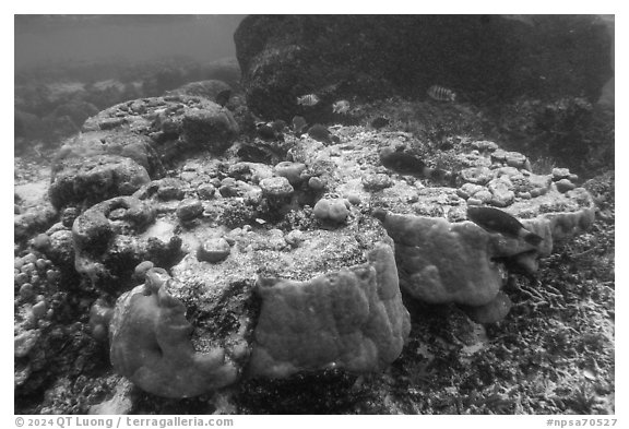 Underwater view of corals in Ofu Lagoon. National Park of American Samoa (black and white)