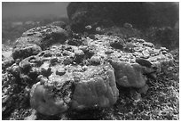 Underwater view of corals in Ofu Lagoon. National Park of American Samoa ( black and white)