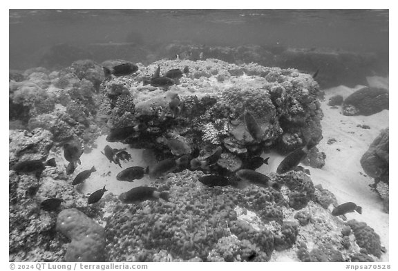 Underwater view of corals and fish in Ofu Lagoon. National Park of American Samoa (black and white)