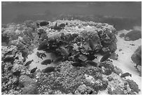 Underwater view of corals and fish in Ofu Lagoon. National Park of American Samoa ( black and white)