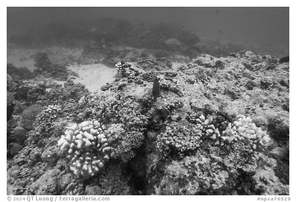 Underwater view of reef in Ofu Lagoon. National Park of American Samoa (black and white)