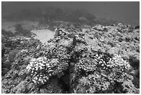 Underwater view of reef in Ofu Lagoon. National Park of American Samoa ( black and white)