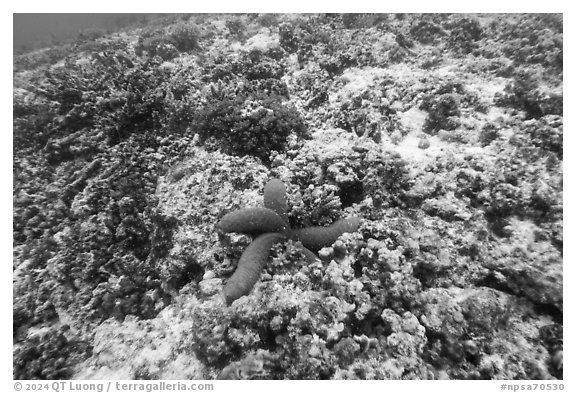 Underwater view of corals and blue sea star in Ofu Lagoon. National Park of American Samoa (black and white)