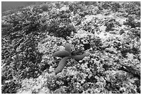 Underwater view of corals and blue sea star in Ofu Lagoon. National Park of American Samoa ( black and white)