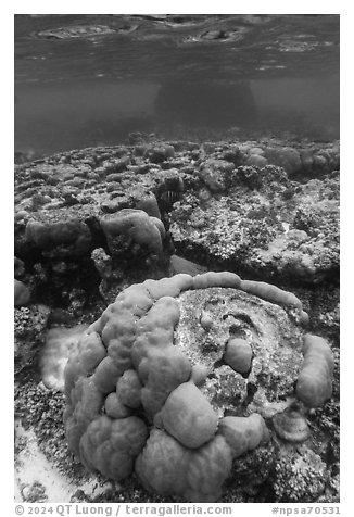 Underwater view of coral reef in Ofu Lagoon. National Park of American Samoa (black and white)